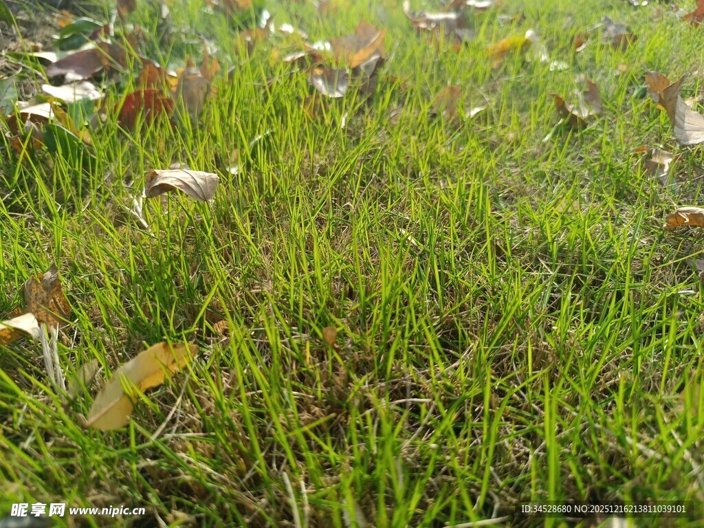 草地中的蘑菇群落