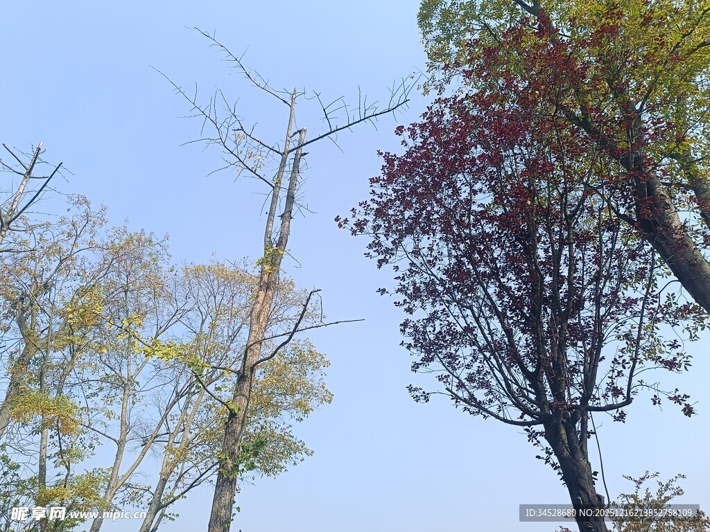 秋日多彩树木蓝天景致
