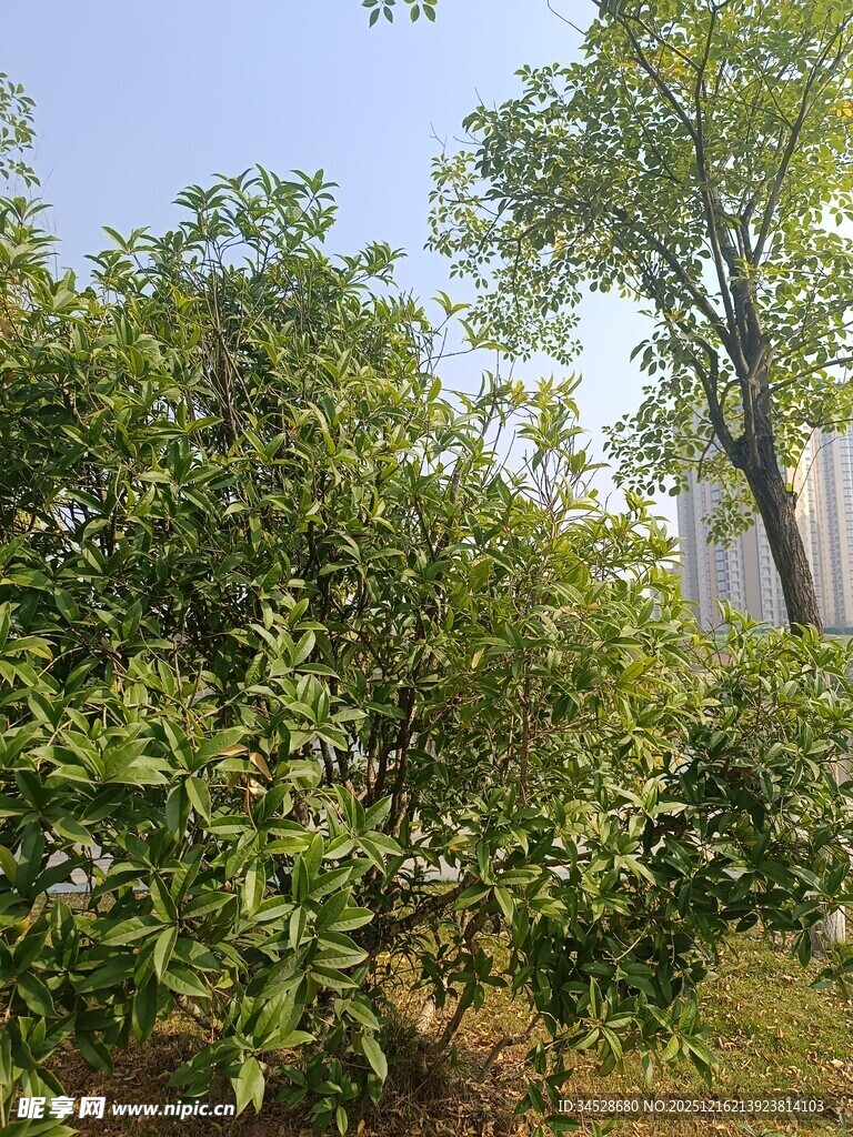 绿意盎然的户外植被场景