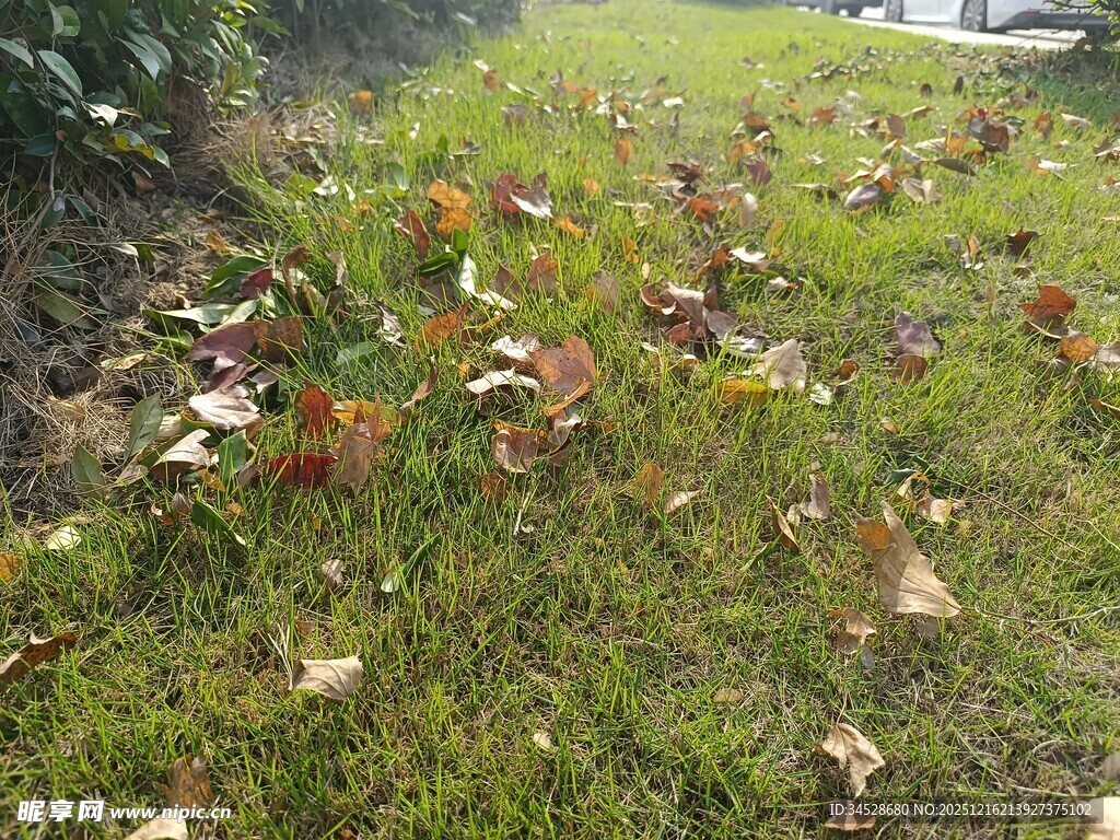 草地上散落的多彩落叶