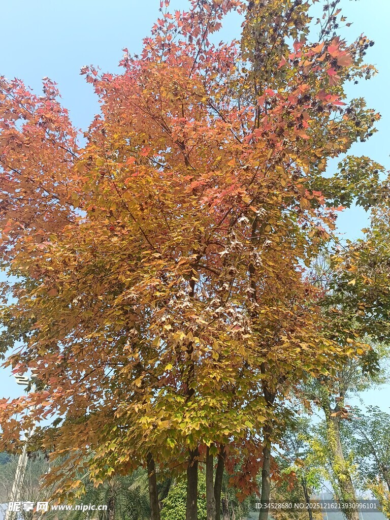 秋日斑斓枫树