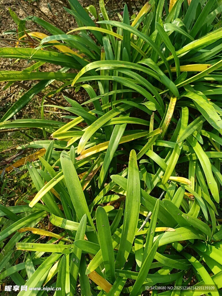 翠绿金边植物特写