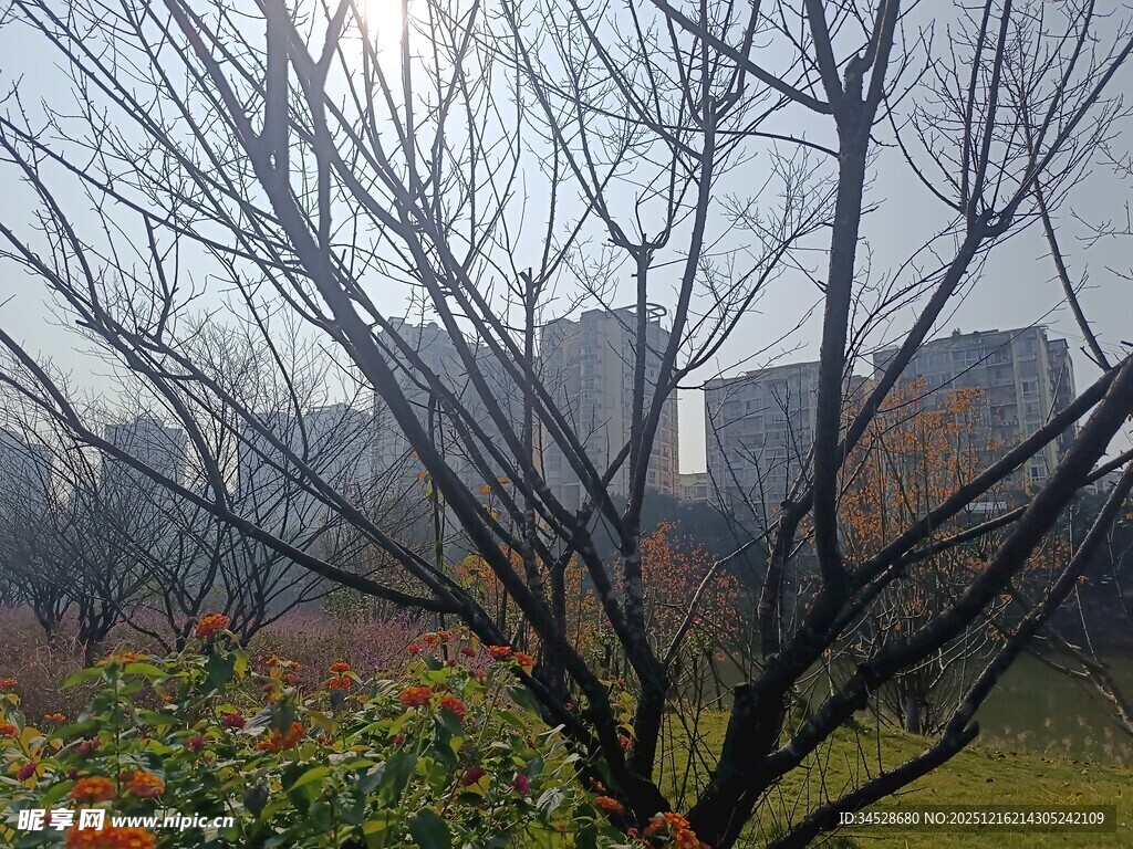 雾中枯树与零星花草