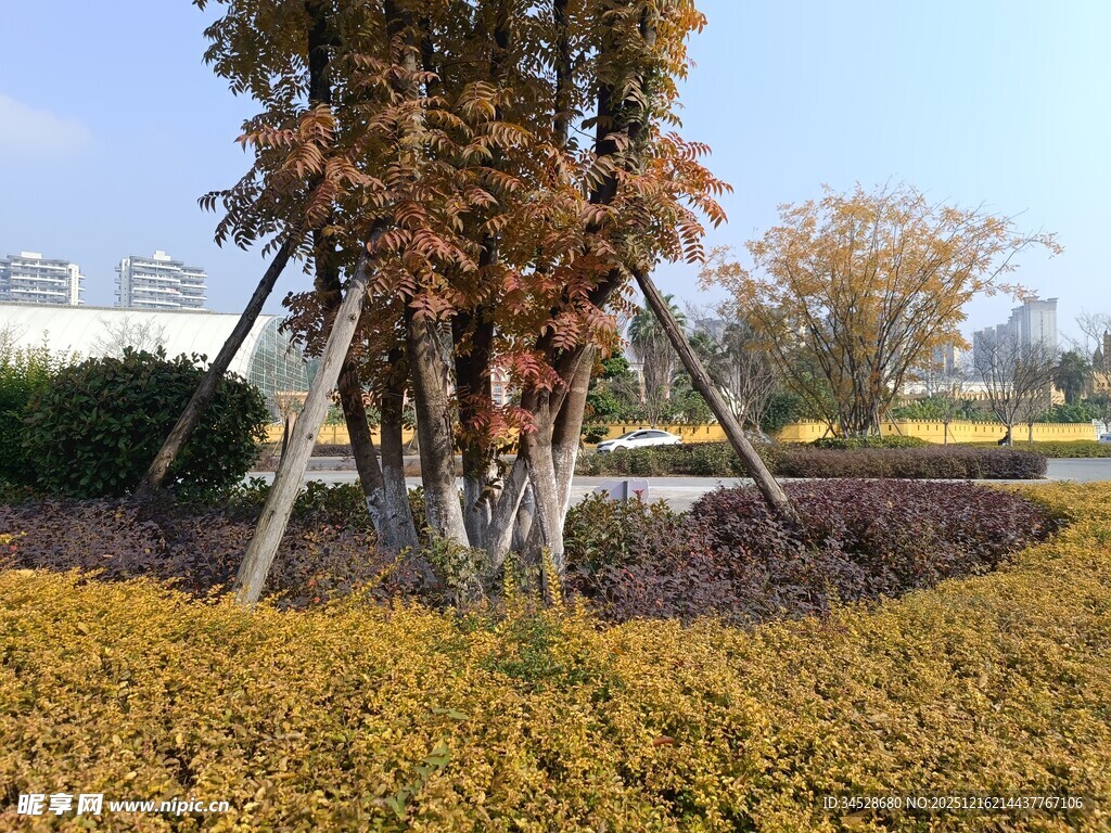 秋日园林树木景观