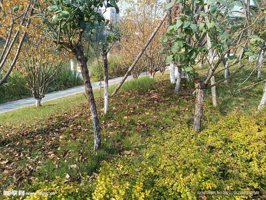 秋日林间小道的自然景致