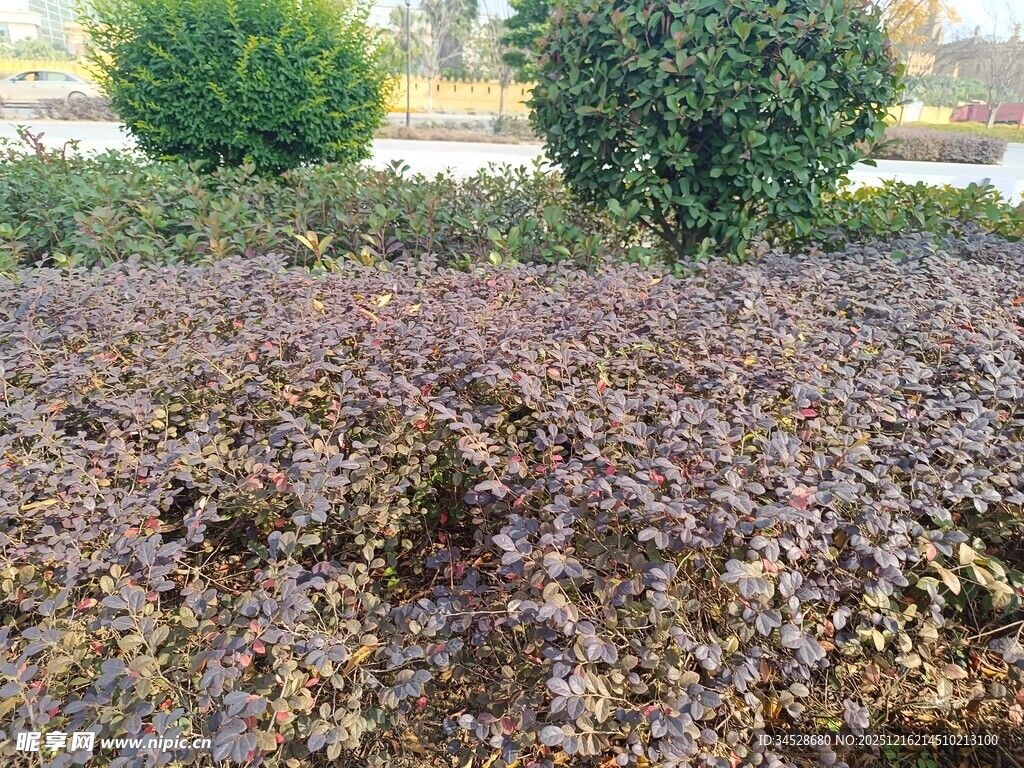 紫叶灌木与球形绿植景观