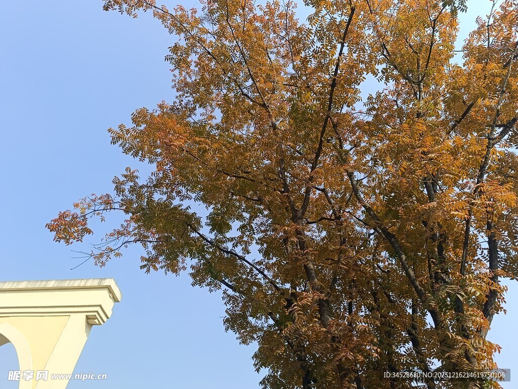 秋日白建筑旁的斑斓树木