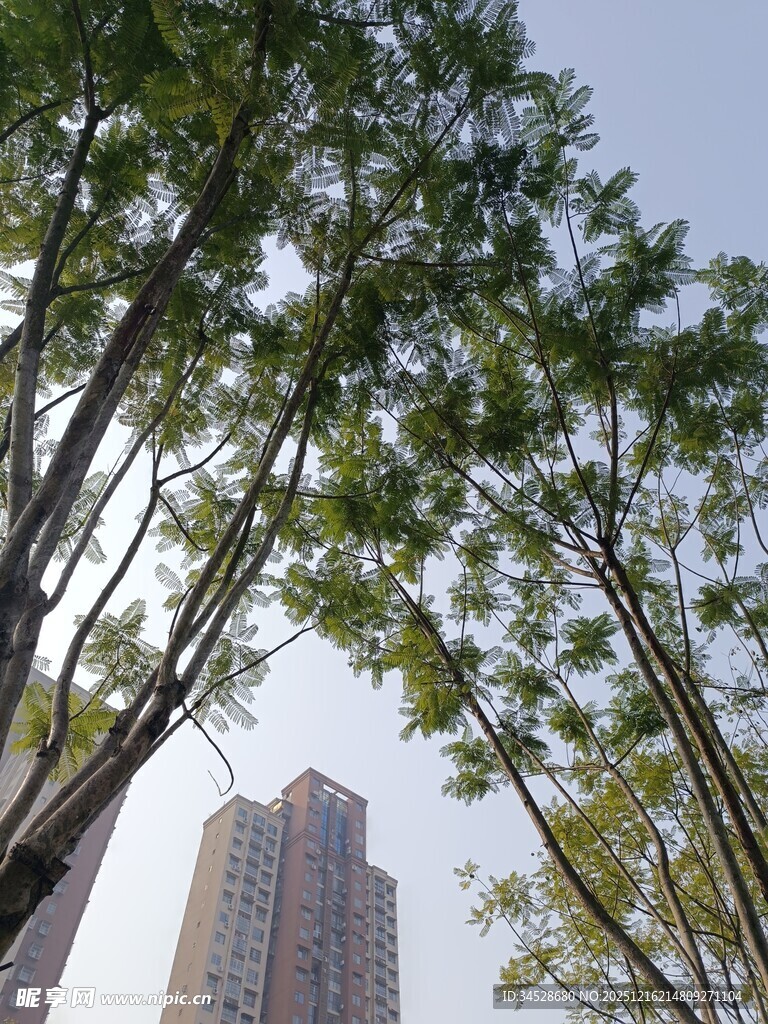 城市中林立树木与高楼