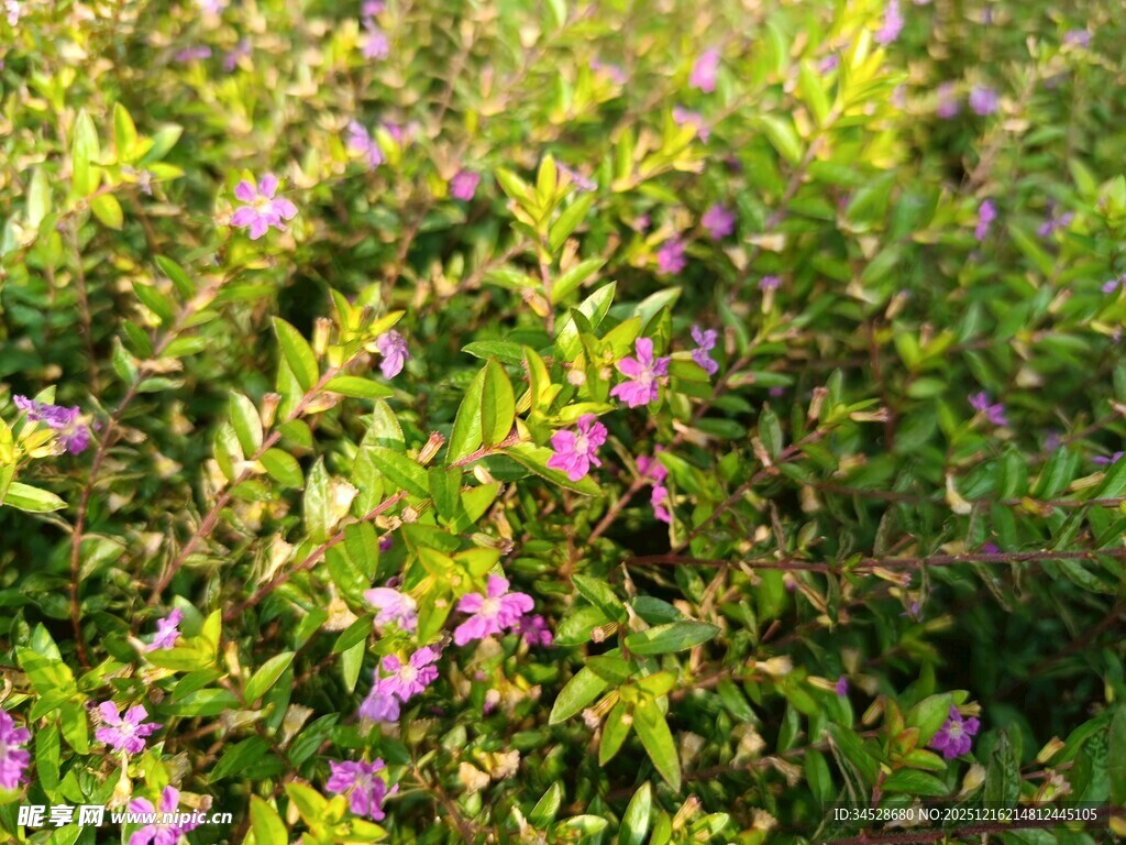 阳光下的繁茂紫色小花