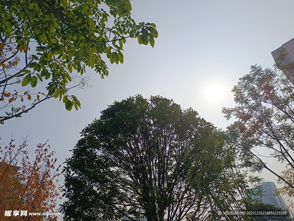 阳光下的繁茂树木