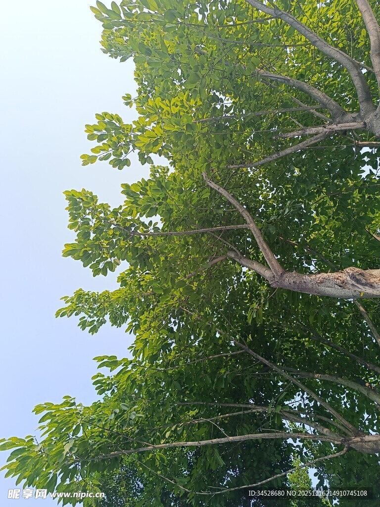 仰视翠绿繁茂的树枝