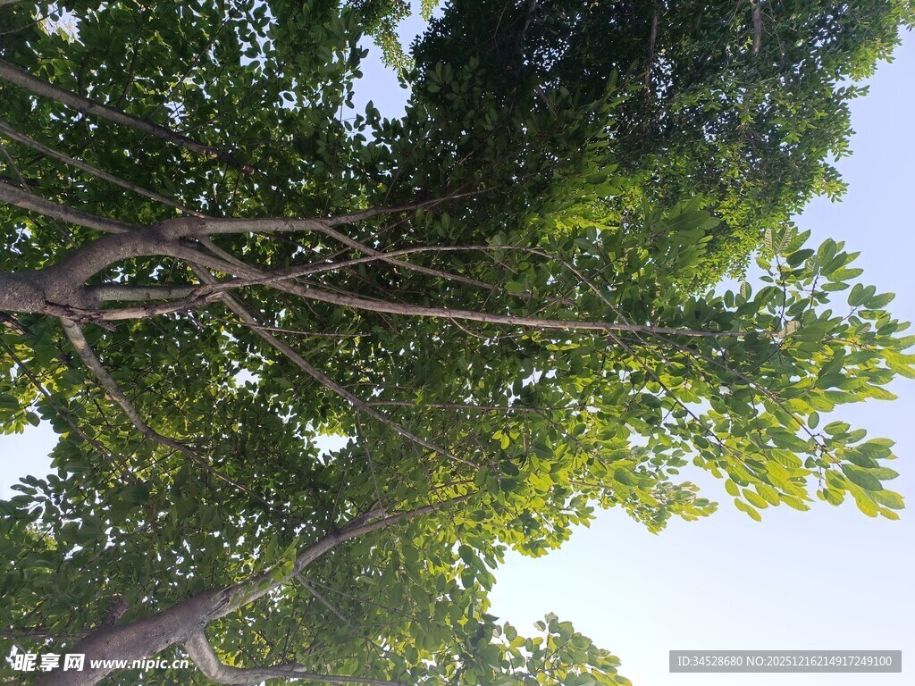 仰视繁茂绿树蓝天景象