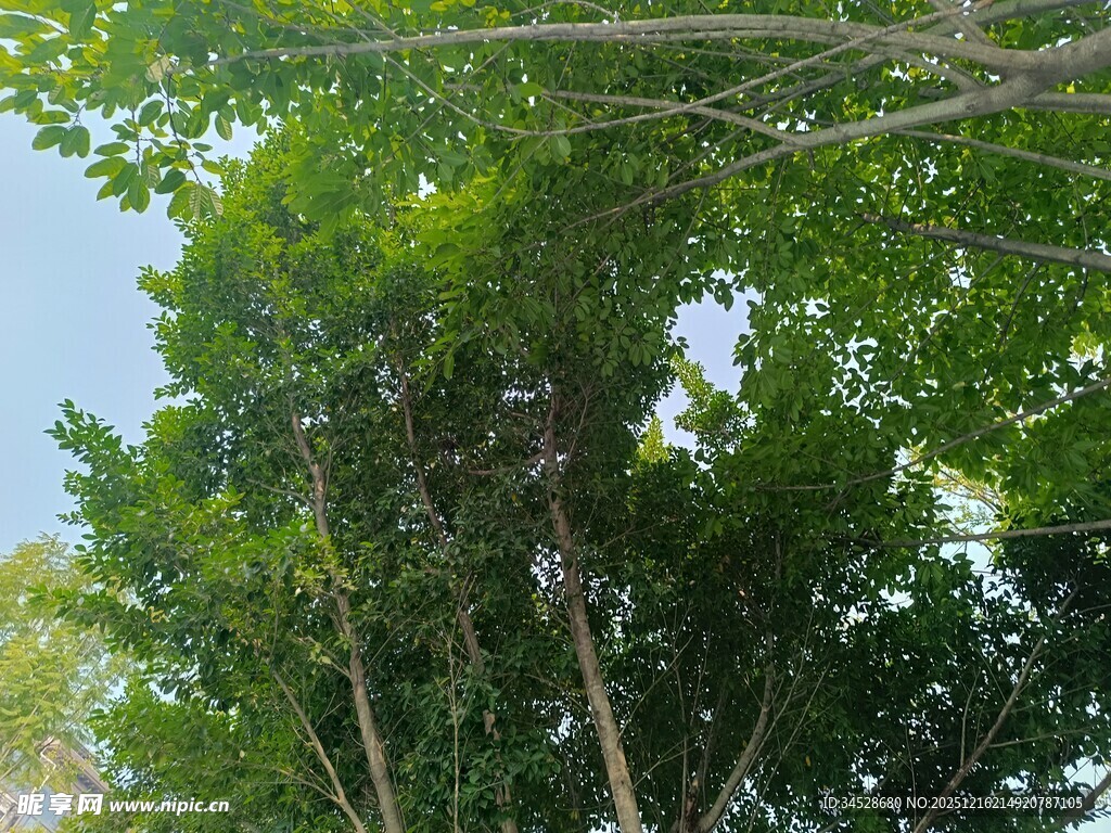 仰视葱郁树木景观