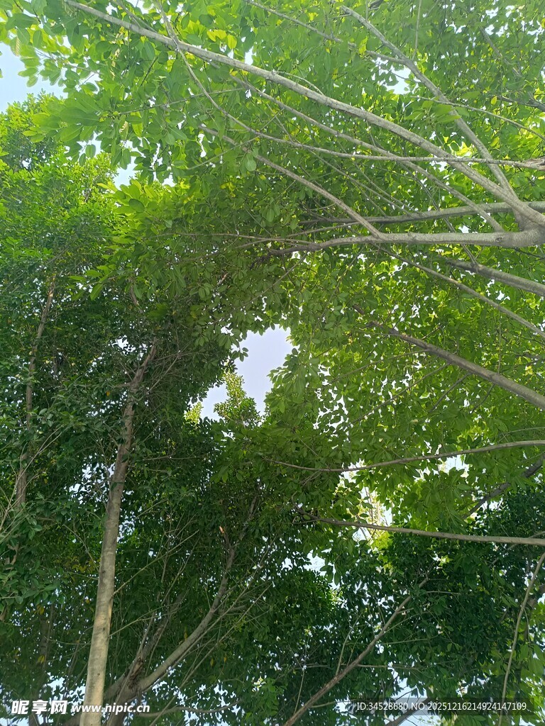 茂密树林中的繁茂枝叶