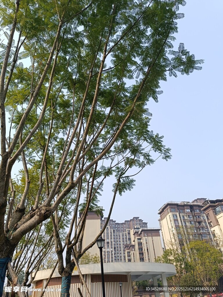 城市中枝叶繁茂的绿树