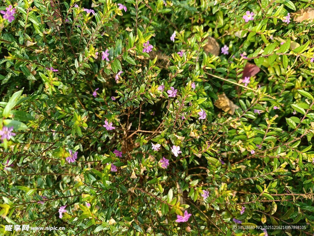 繁茂绿植中的紫色小花