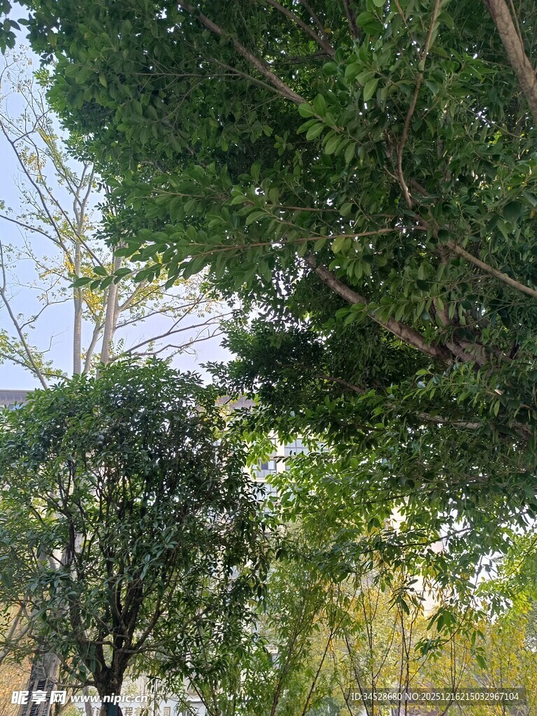 仰视茂密树林绿意盎然