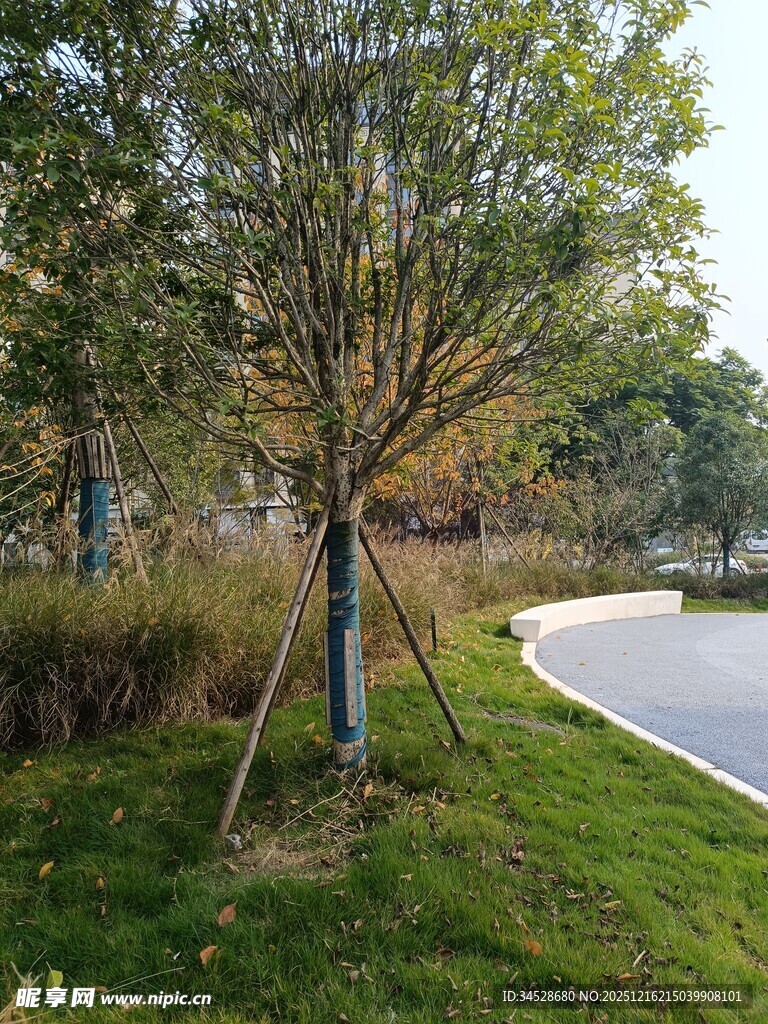 路边绿树与草地景观