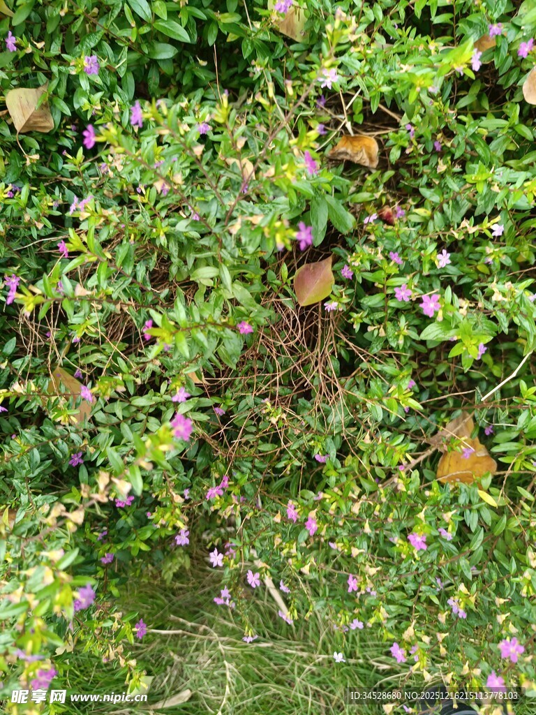 绿叶丛中绽放的多彩小花