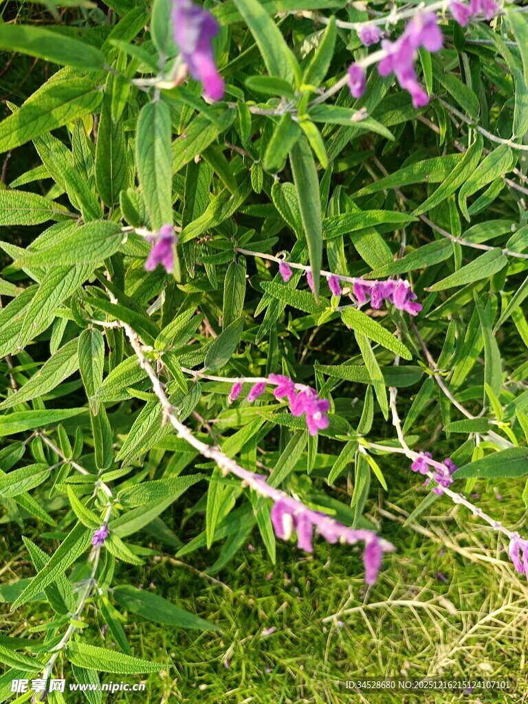 紫色小花绽放于绿叶间