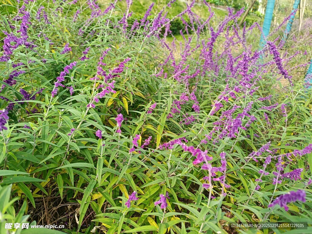 紫色花卉植物景观