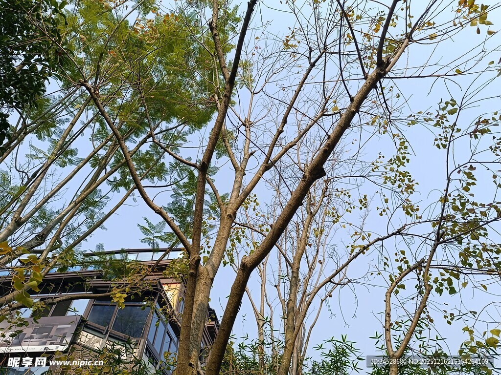 林间车辆穿行于树木间