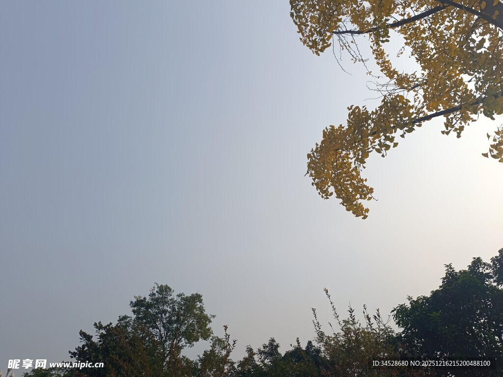 秋日树梢映蓝天