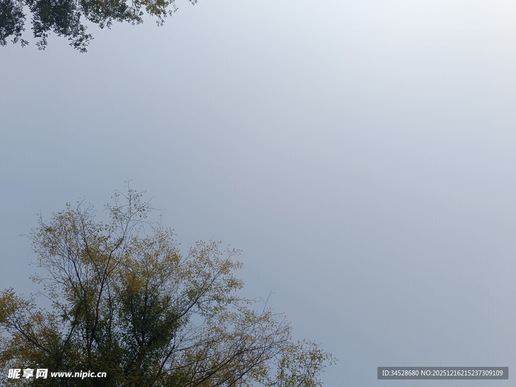 仰视天空中的绿树