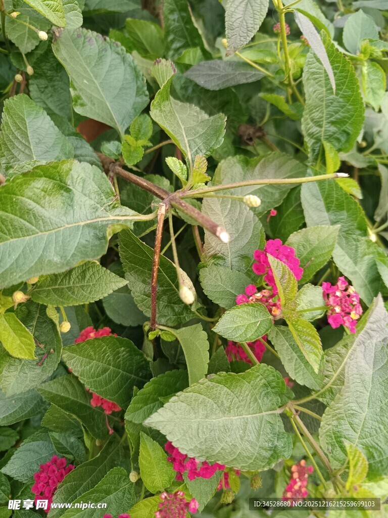 绿叶丛中绽放的娇艳小花