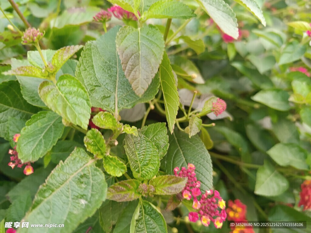 绿叶间的鲜艳小花