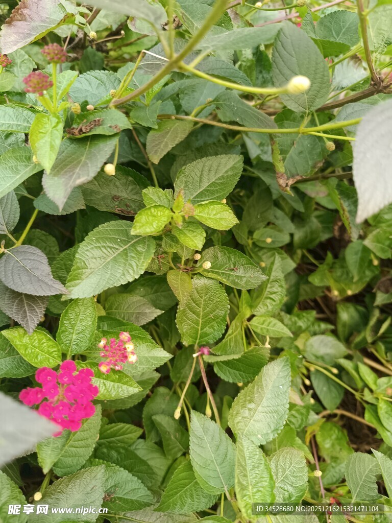 绿叶丛中一抹娇艳红花