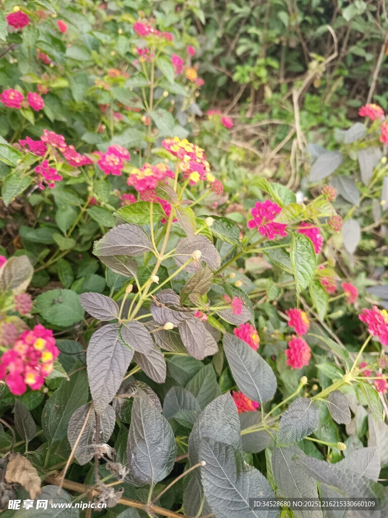 鲜艳花丛中的多彩花卉