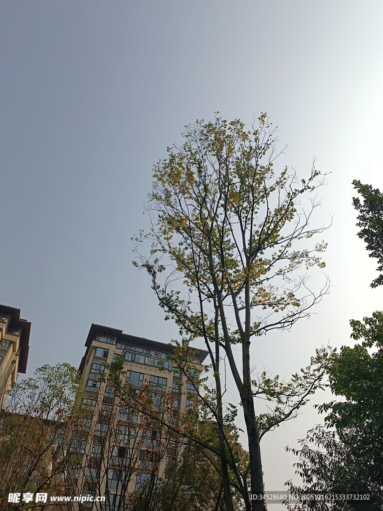 阳光下的树木与建筑物