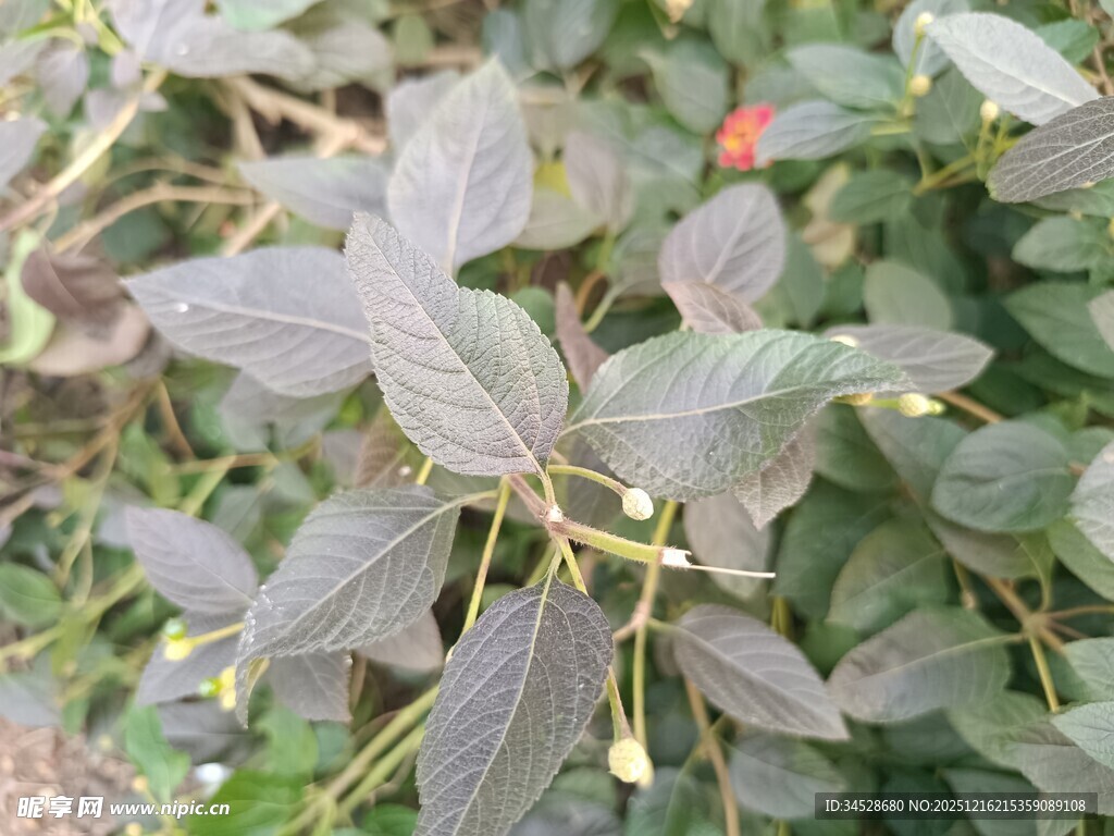 深紫色叶片的植物特写