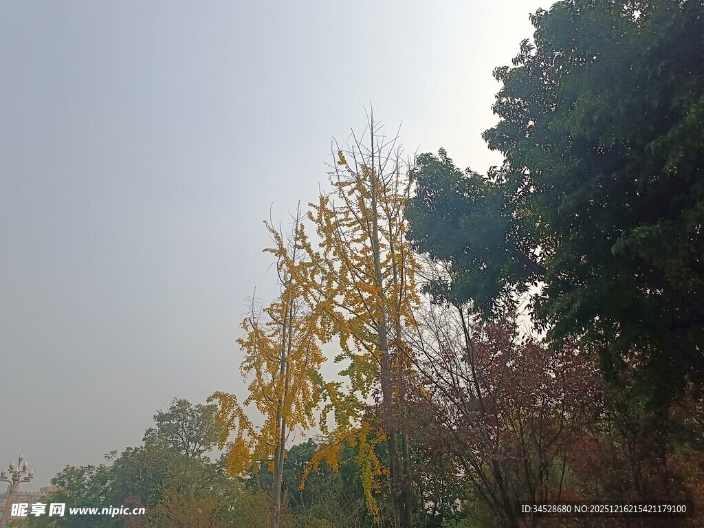 秋日树林中的多彩树木