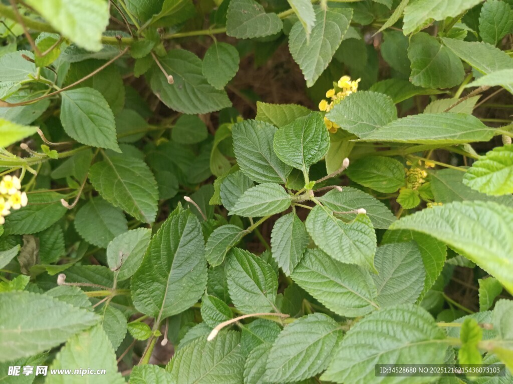 绿叶丛中的黄色小花