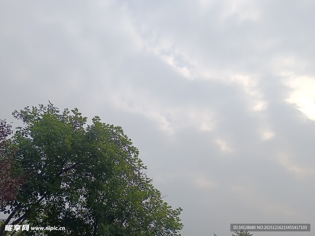 天空下的绿树与云层