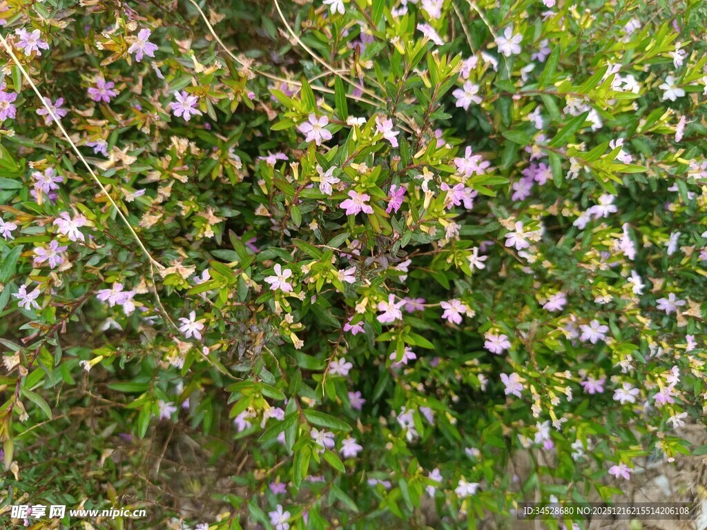 繁茂花丛中的缤纷小花