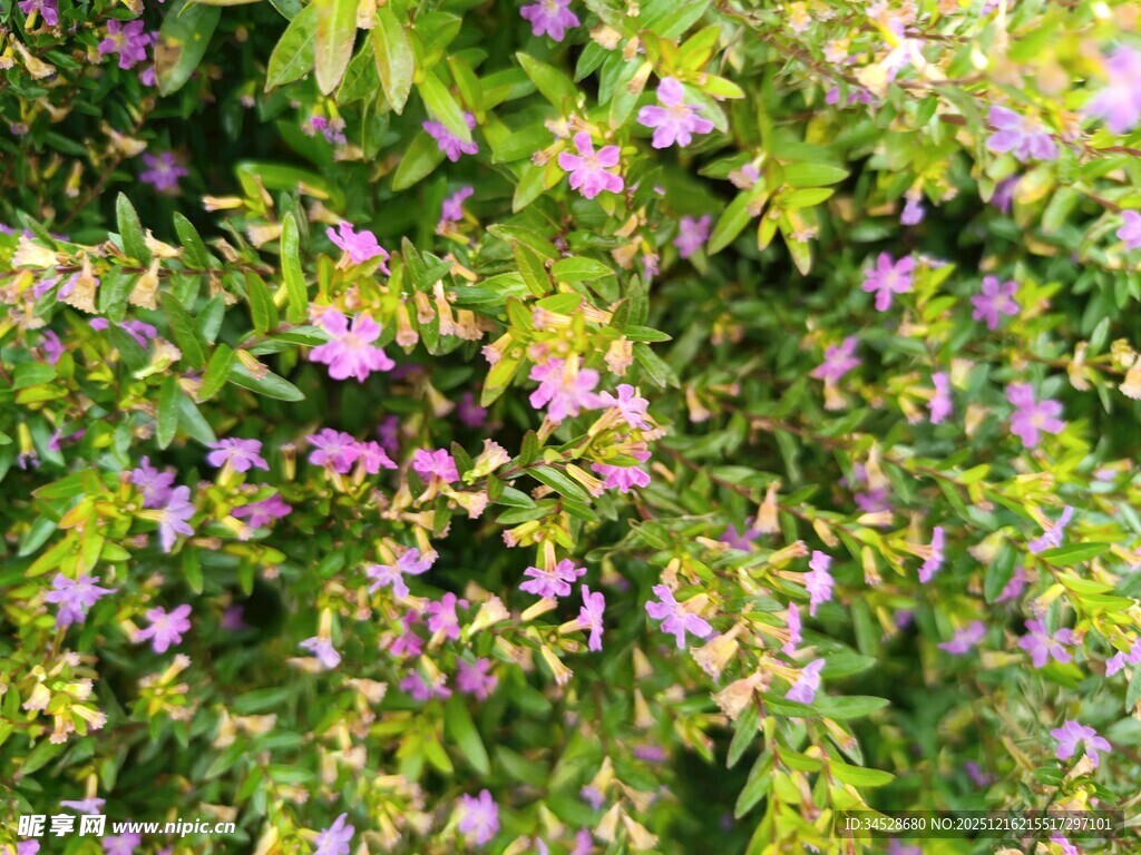 繁茂紫花绿植景观