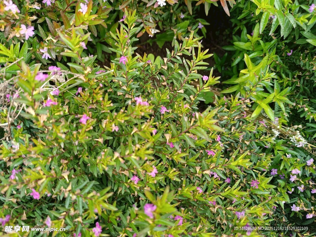 繁茂绿植中的粉色小花