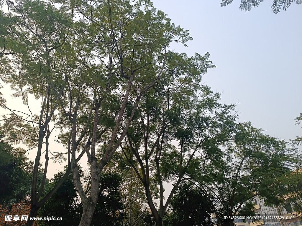 户外绿树成荫景象