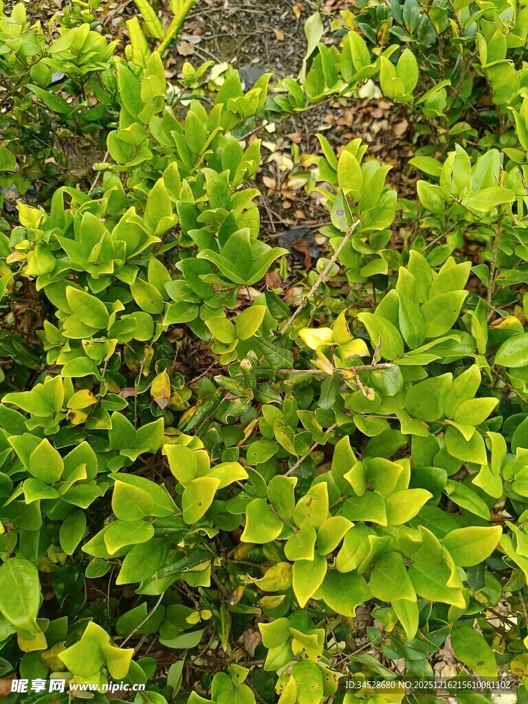 翠绿繁茂的灌木丛