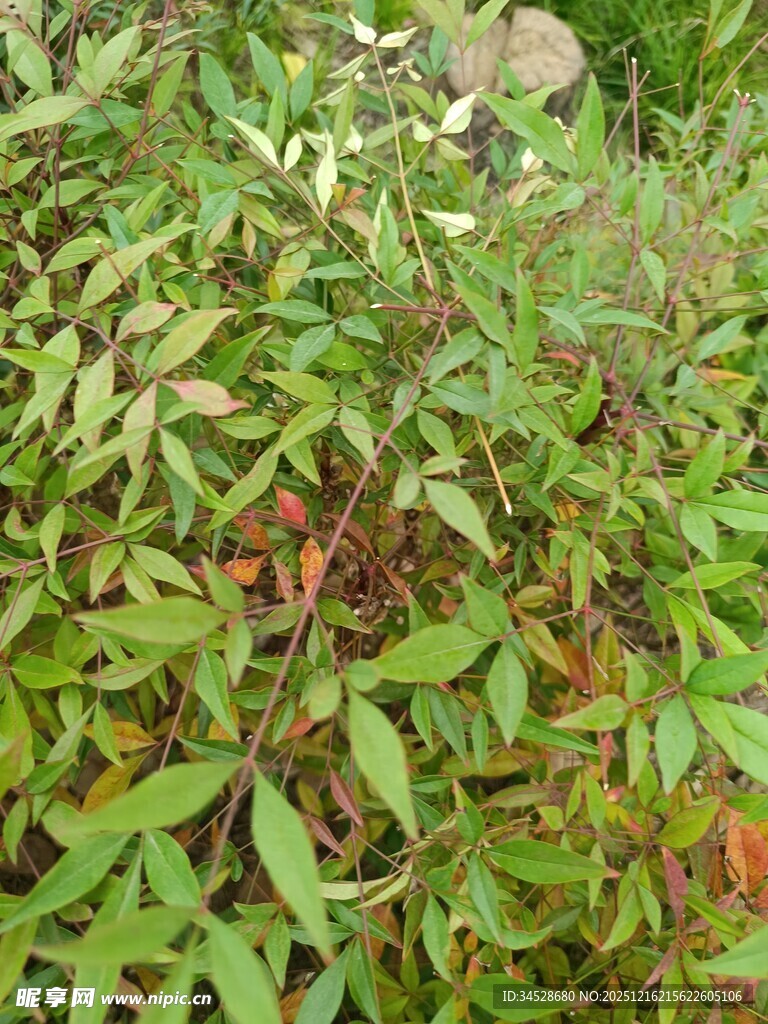 绿叶繁茂的植物景观