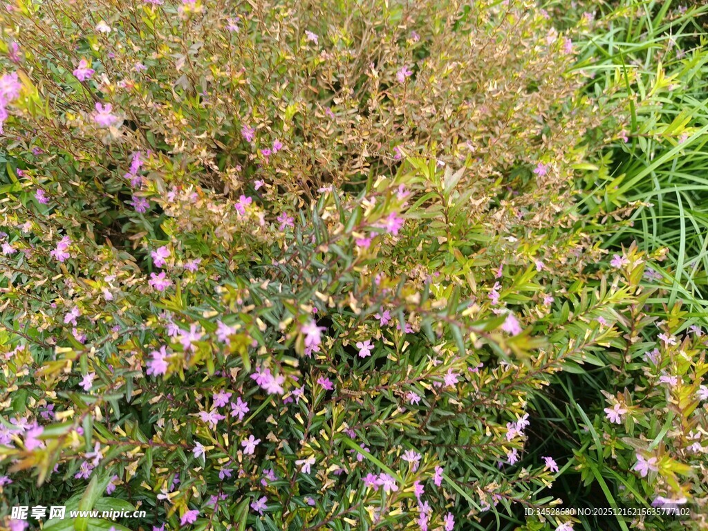 繁茂花丛中的粉色小花