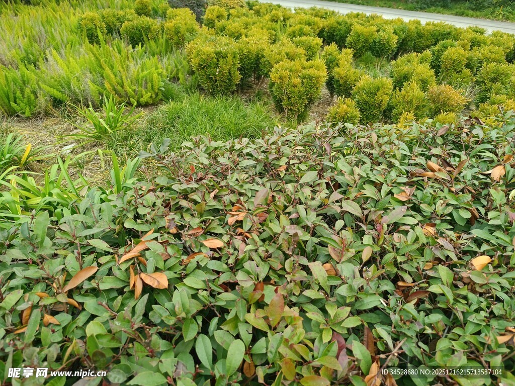 绿叶繁茂的植物景观