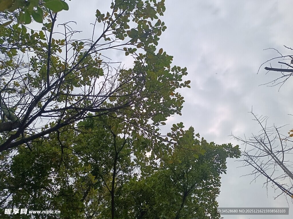 仰视绿树与天空景象