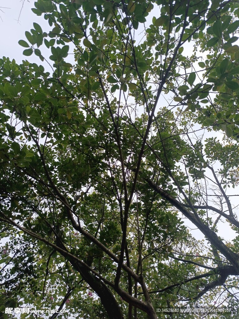 繁茂绿树展现自然生机