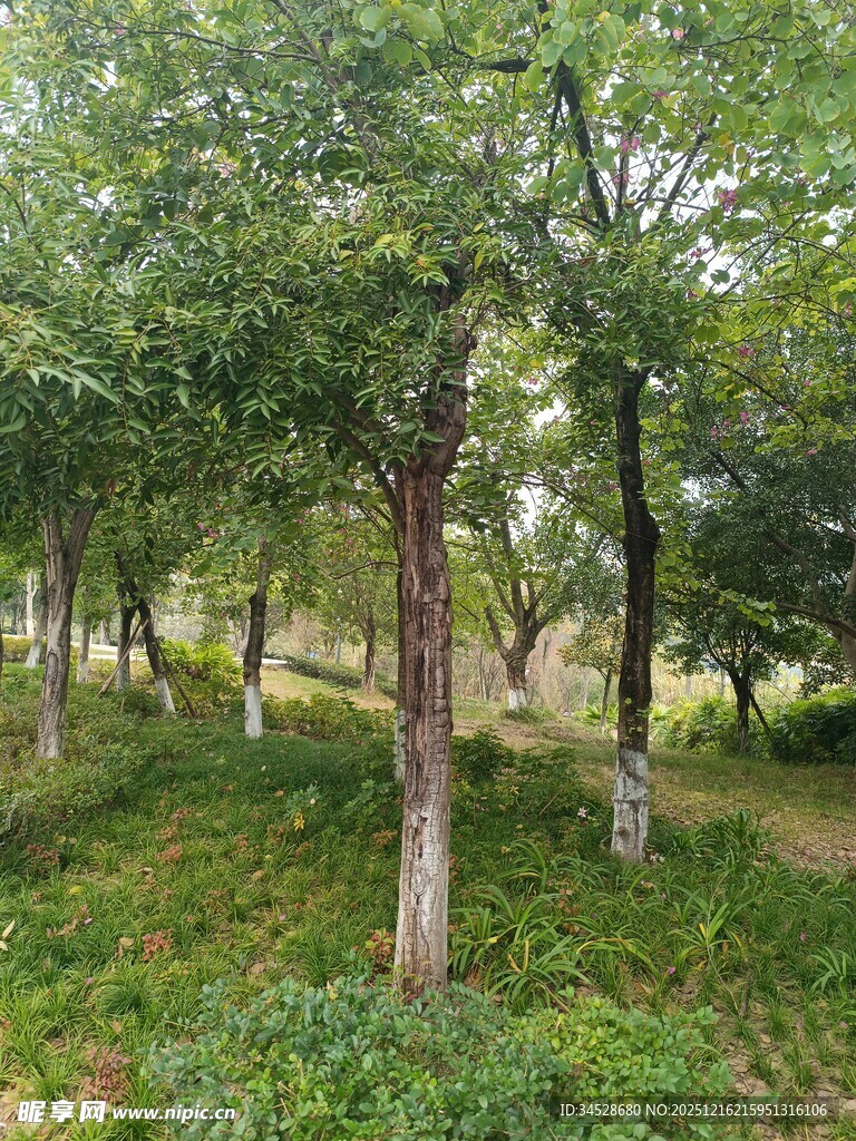 林间绿意盎然的树木景观