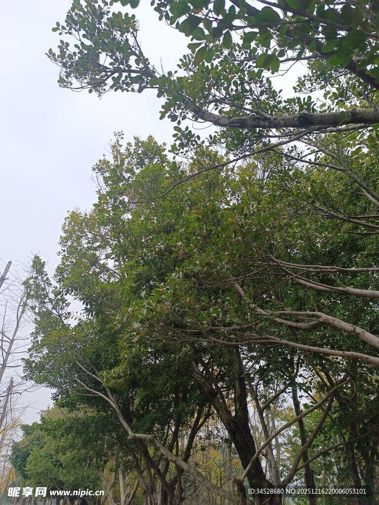 茂密树林中的绿意景致