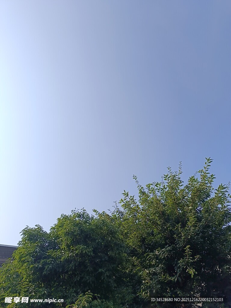 蓝天绿树风景图